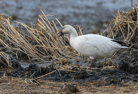 Snow Goose digging for roots on the bay at low tide.