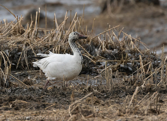Snow Goose digging for roots on the bay at low tide.
