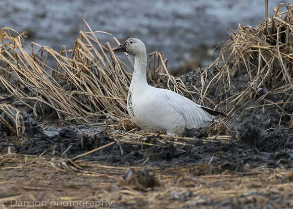 Snow Goose digging for roots on the bay at low tide.