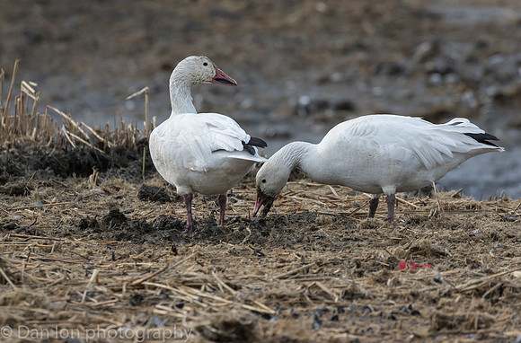 Snow Geese digging for roots on the bay at low tide.