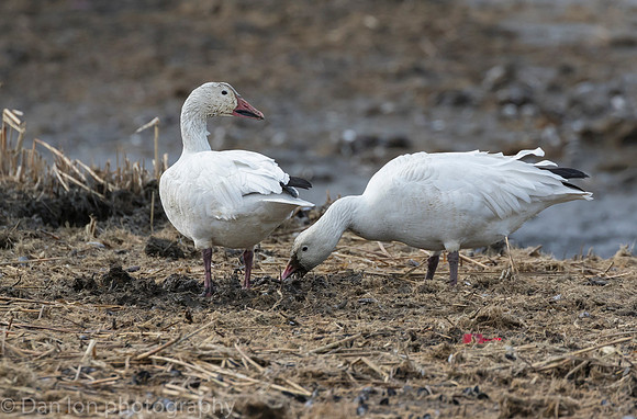 Snow Geese digging for roots on the bay at low tide.