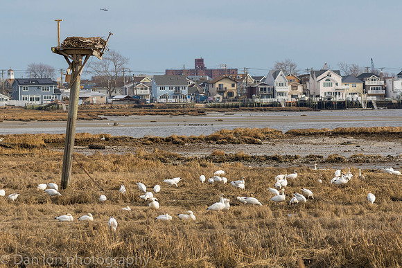 Snow Geese digging for roots on the bay at low tide.