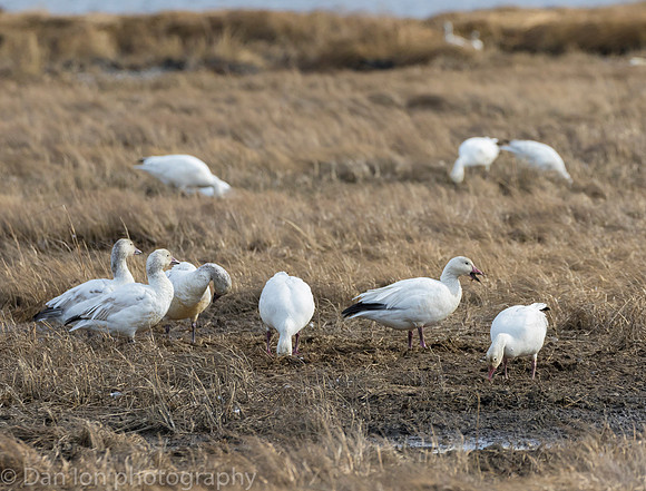 Snow Geese digging for roots on the bay at low tide.