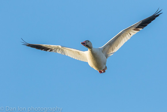 Snow Goose in flight at sunset.