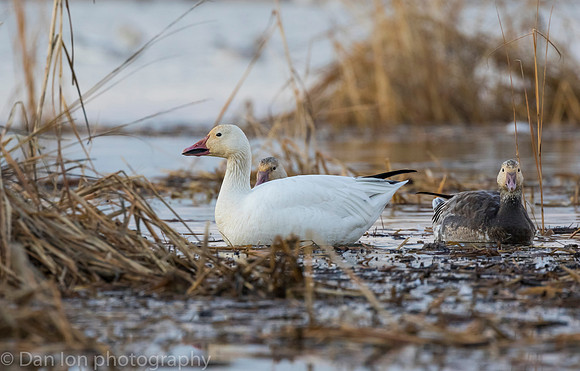 Snow Geese digging for roots on the pond.