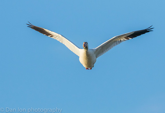 Snow Goose in flight at sunset.