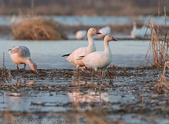 Snow Geese digging for roots on the pond.