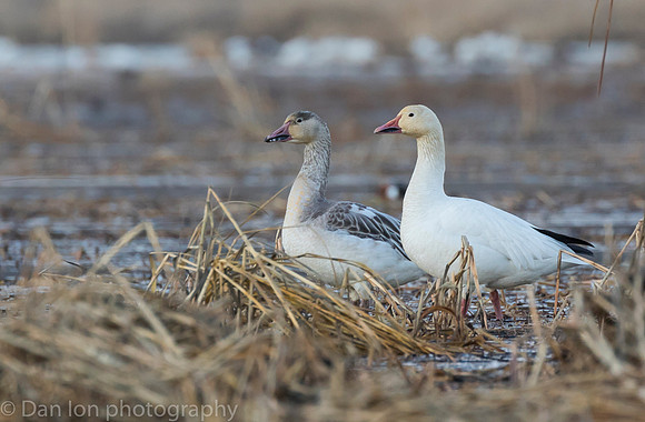 Snow Geese feeding in the pond.