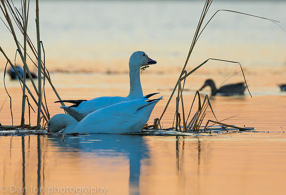 Snow Geese feeding in the pond at sunset.