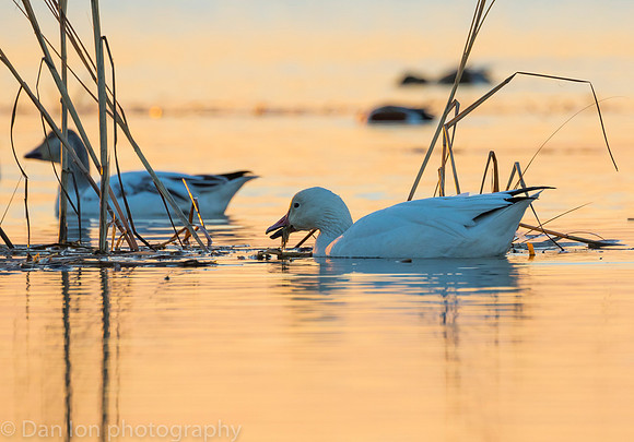 Snow Geese feeding in the pond at sunset.