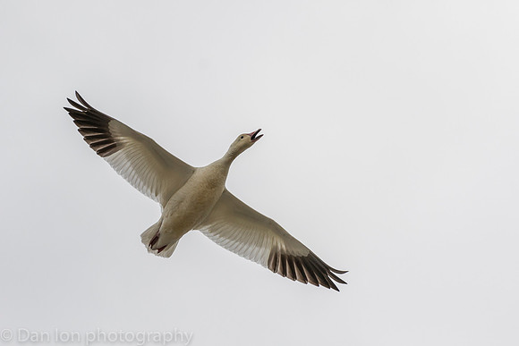 Snow Goose in flight on a cloudy day.