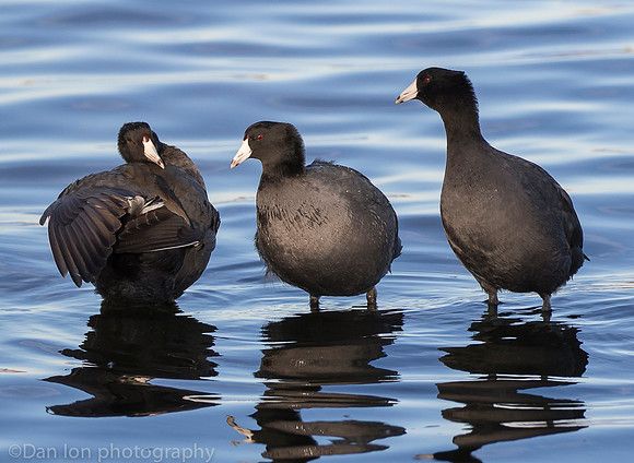 American coots, Jamaica Bay NY