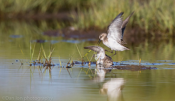Semipalmated sandpipers fighting over catch on marsh, Long Island NY