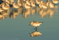 Sanderling feeding in surf zone, Jones Beach NY