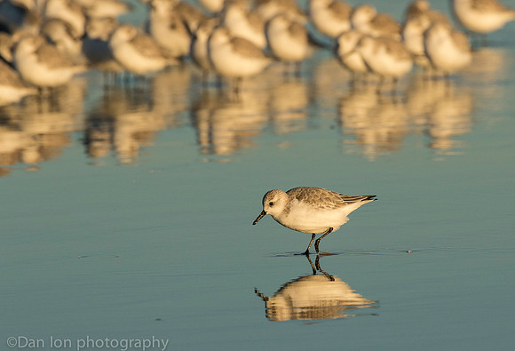 Sanderling feeding in surf zone, Jones Beach NY