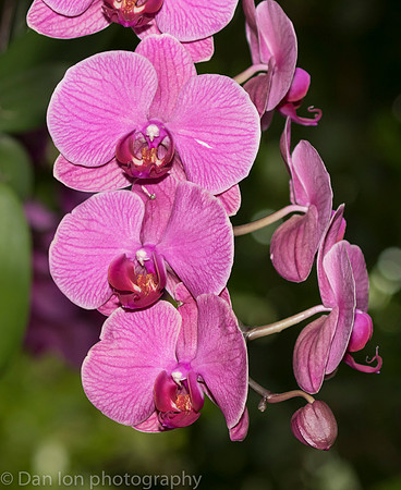 Orchid Show, New York Botanical Garden, April 2018