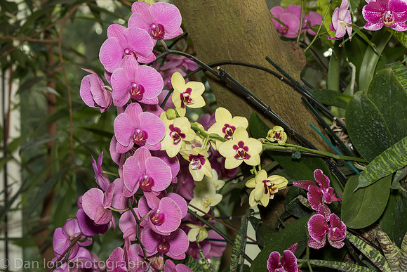 Orchid Show, New York Botanical Garden, April 2018