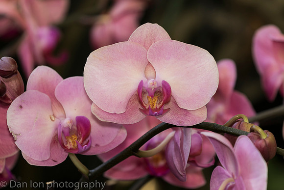Orchid Show, New York Botanical Garden, April 2018