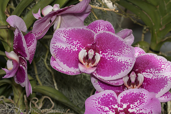 Orchid Show, New York Botanical Garden, April 2018