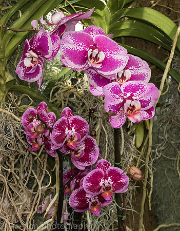 Orchid Show, New York Botanical Garden, April 2018