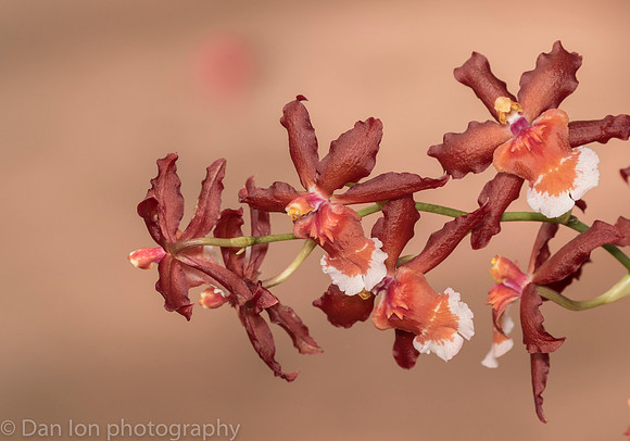 Orchid Show, New York Botanical Garden, April 2018