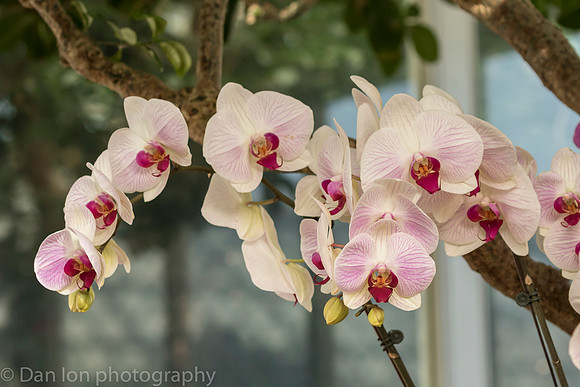 Orchid Show, New York Botanical Garden, April 2018