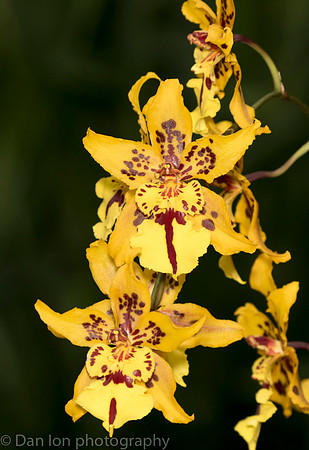 Orchid Show, New York Botanical Garden, April 2018