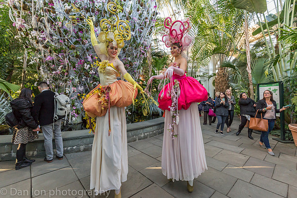 Orchid Dancers in front of the Daniel Ost orchid installation, Orchid Show, New York Botanical Garden, April 2018