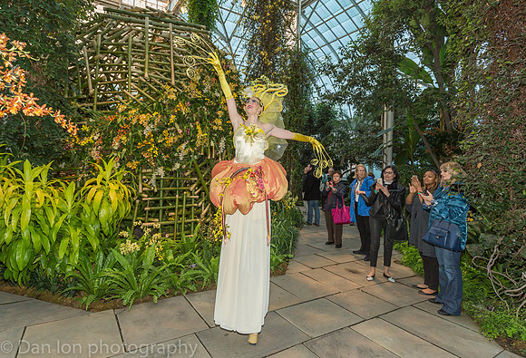 Daniel Ost orchid installation, New York Botanical Garden, Orchid Show, April 2018