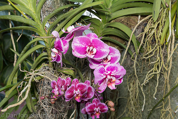 Orchid Show, New York Botanical Garden, April 2018