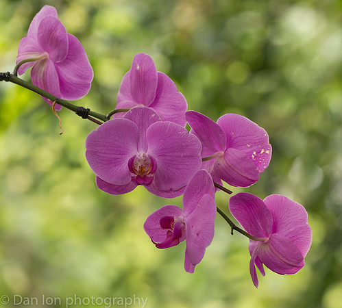 Orchid Show, New York Botanical Garden, April 2018