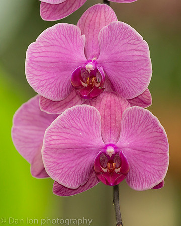 Orchid Show, New York Botanical Garden, April 2018