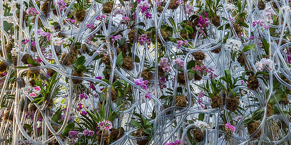 Daniel Ost orchid installation, Orchid Show, New York Botanical Garden, April 2018