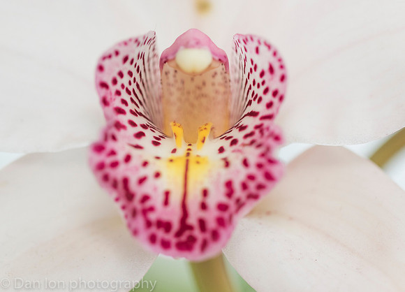 Orchid Show, New York Botanical Garden, April 2018