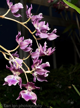 Orchid Show, New York Botanical Garden, April 2018