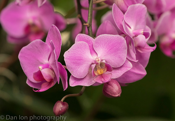 Orchid Show, New York Botanical Garden, April 2018