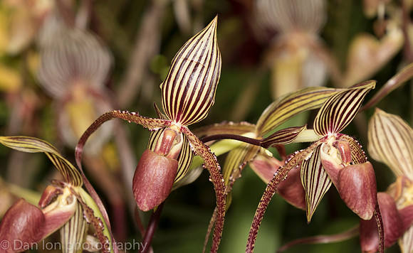 Orchid Show, New York Botanical Garden, April 2018