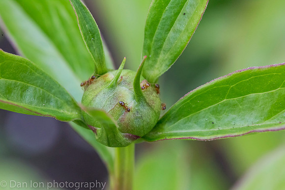 The Peony and the Ants