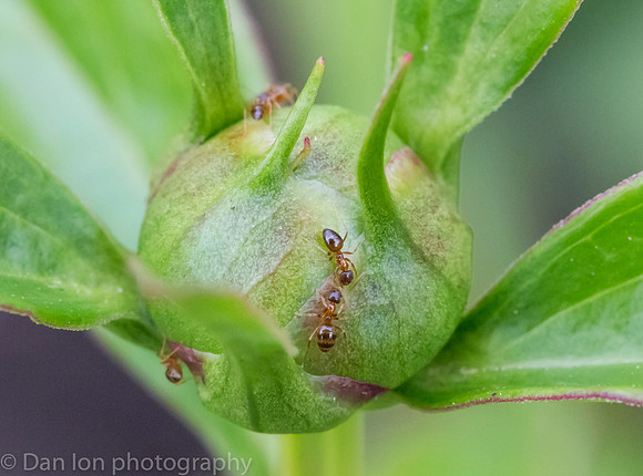 The Peony and the Ants