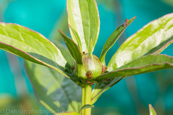 The Peony and the Ants