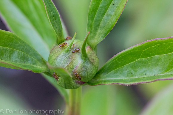 The Peony and the Ants