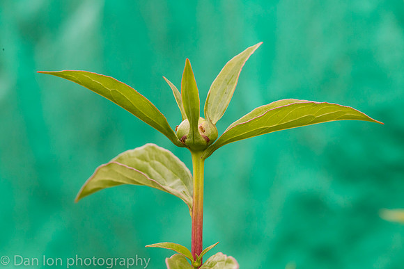 The Peony and the Ants