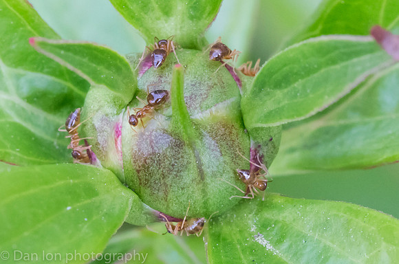 The Peony and the Ants