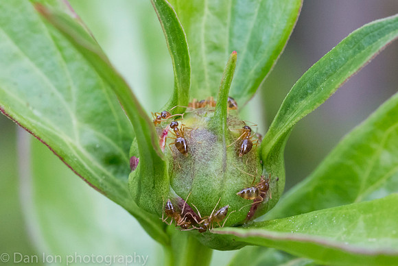 The Peony and the Ants