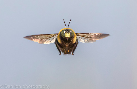 Carpenter bee in flight