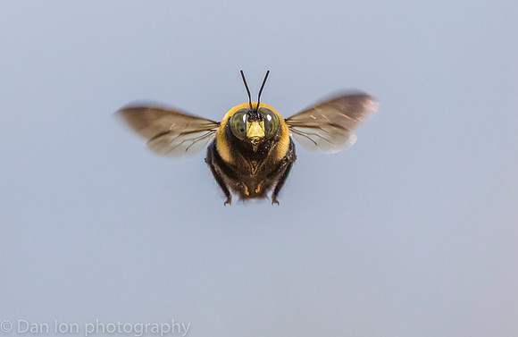 Carpenter bee in flight