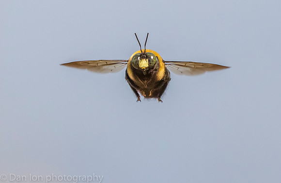 Carpenter bee in flight