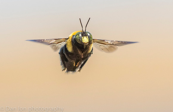 Carpenter bee in flight