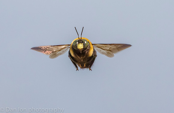 Carpenter bee in flight