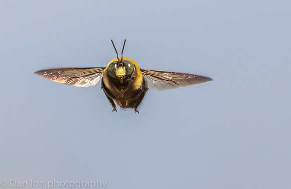Carpenter bee in flight
